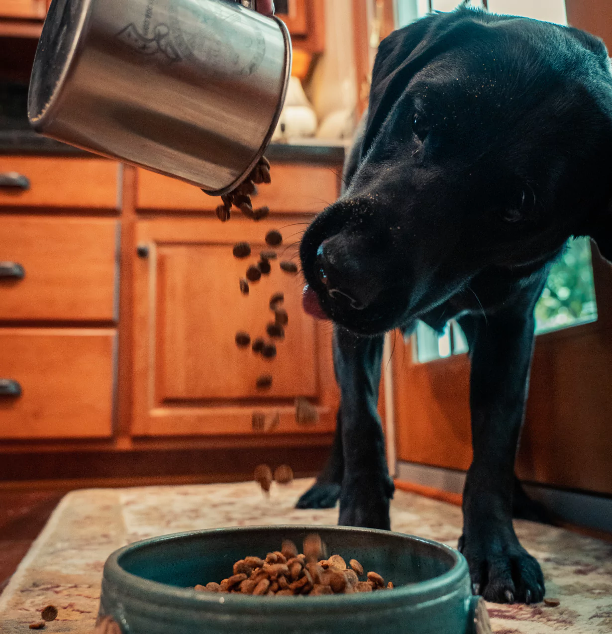 Dog and the food