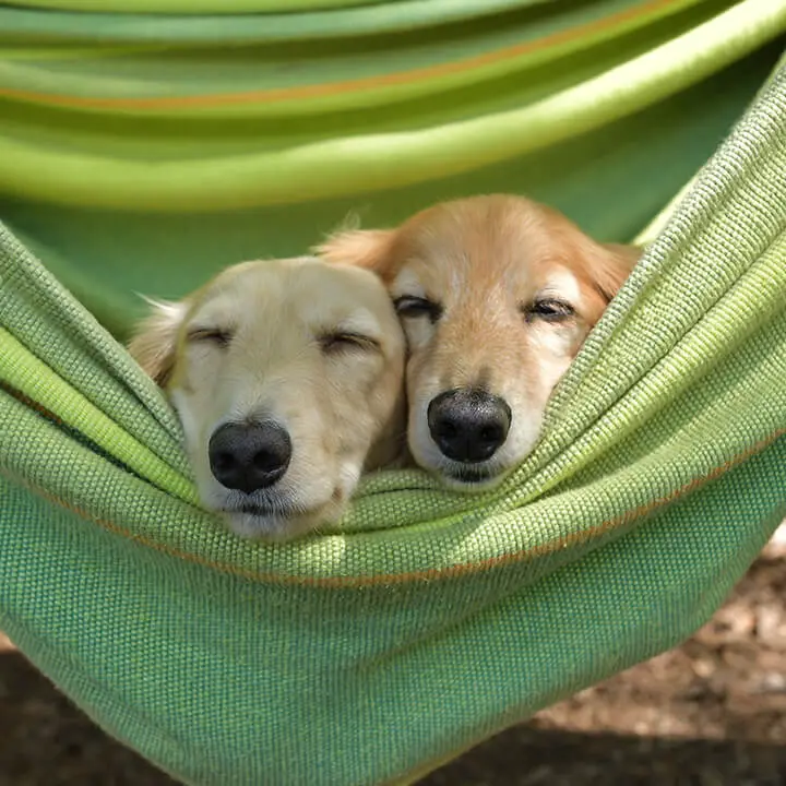 Dogs in Hammock