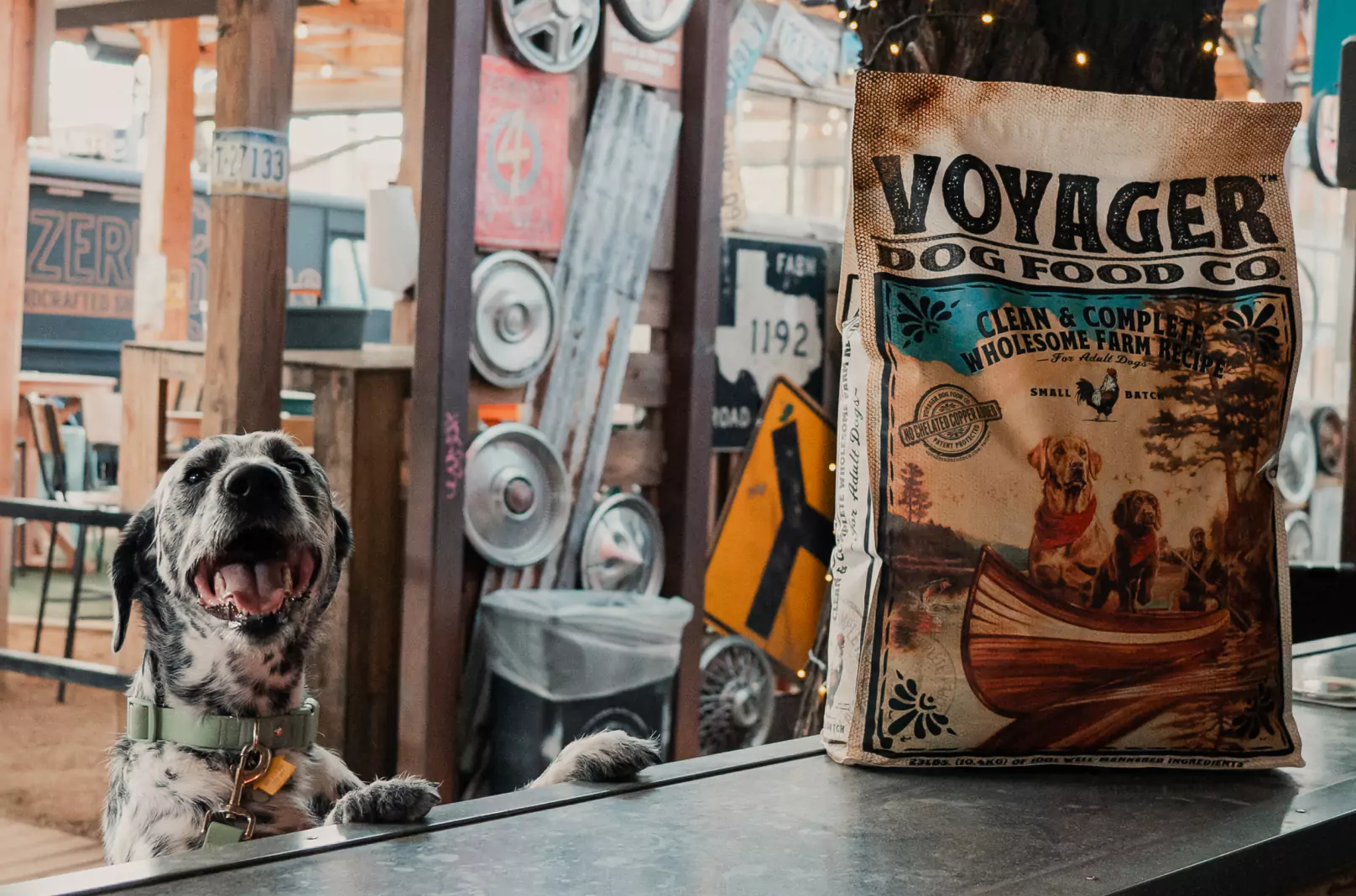 dog with voyager bag