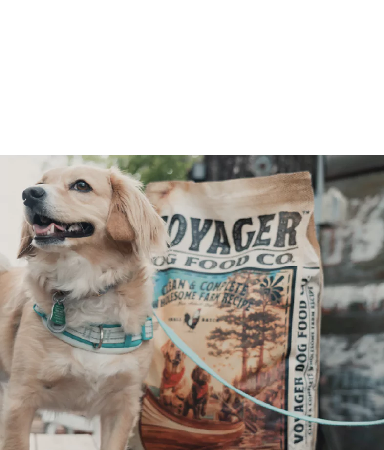 Picture of the dog