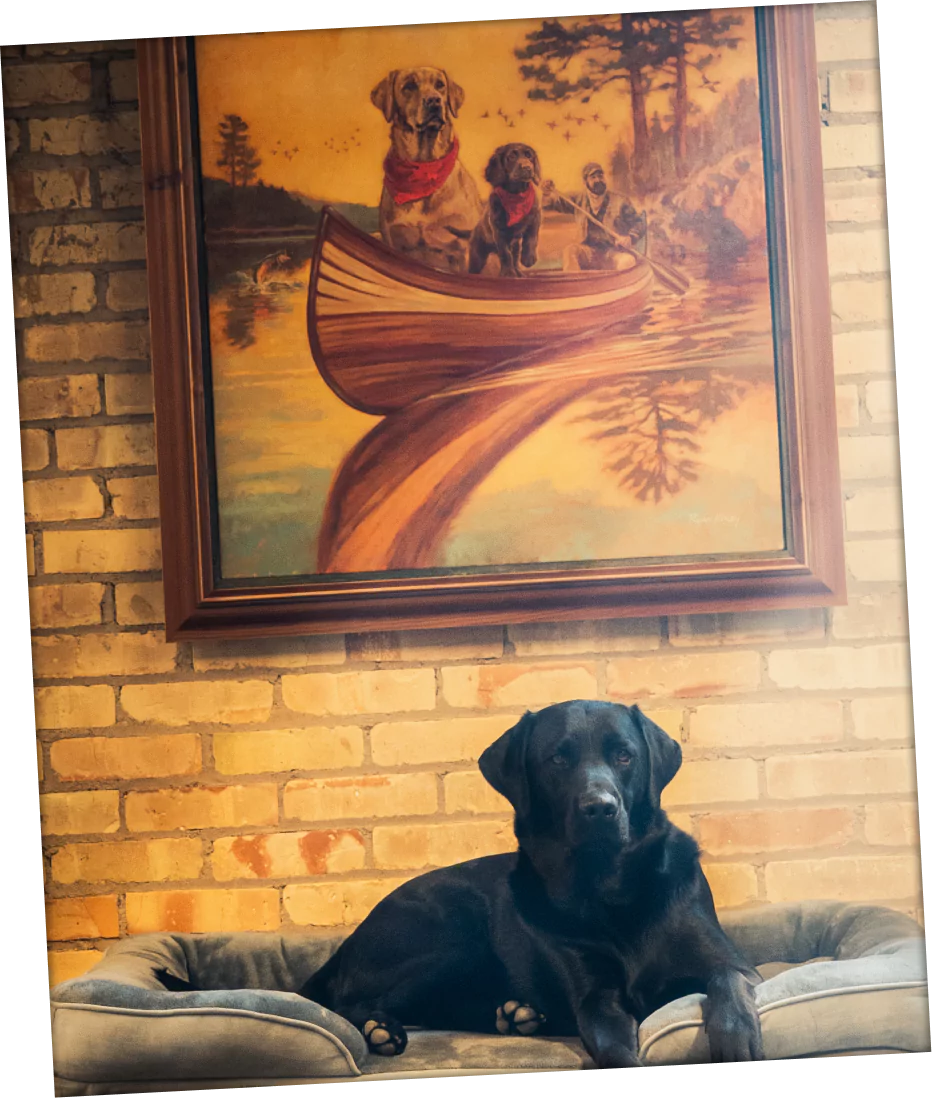 Dog with the painting on the wall